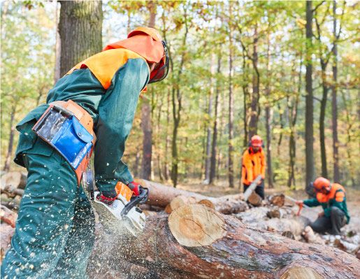 Lesní společnost Bonus Pactum těžba dřeva